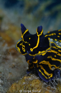 Seaslug showing off its pretty colors... by Jorge Sorial 